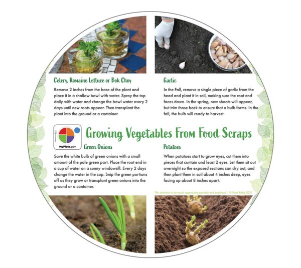 55016 Growing Vegetables from Scraps Tip Card (English)