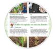 55016 Growing Vegetables from Scraps Tip Card (Spanish)