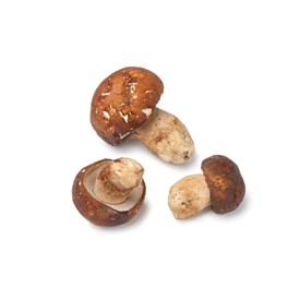 Fresh Baby - Mushrooms Image